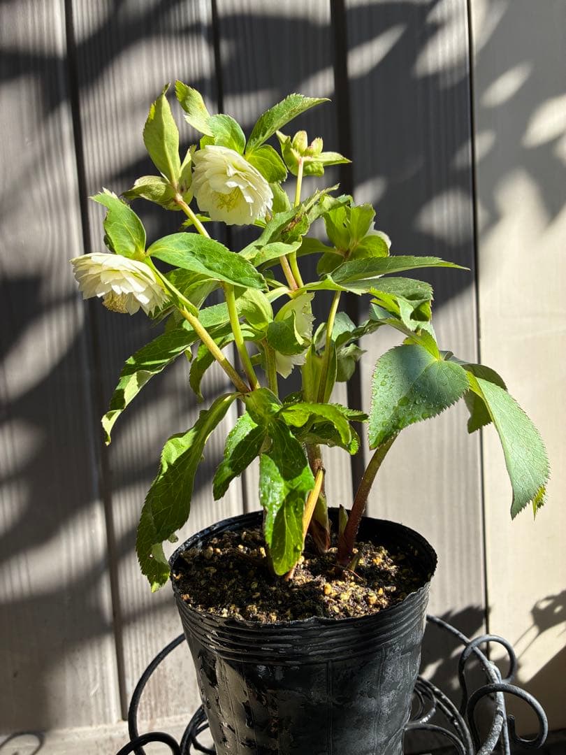 ♡開花中♡クリスマスローズ小輪ホワイト多弁