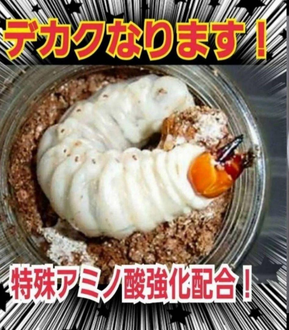 ニジイロクワガタに抜群！黒アワビタケ菌糸瓶【8本】トレハロース、キトサン配合！