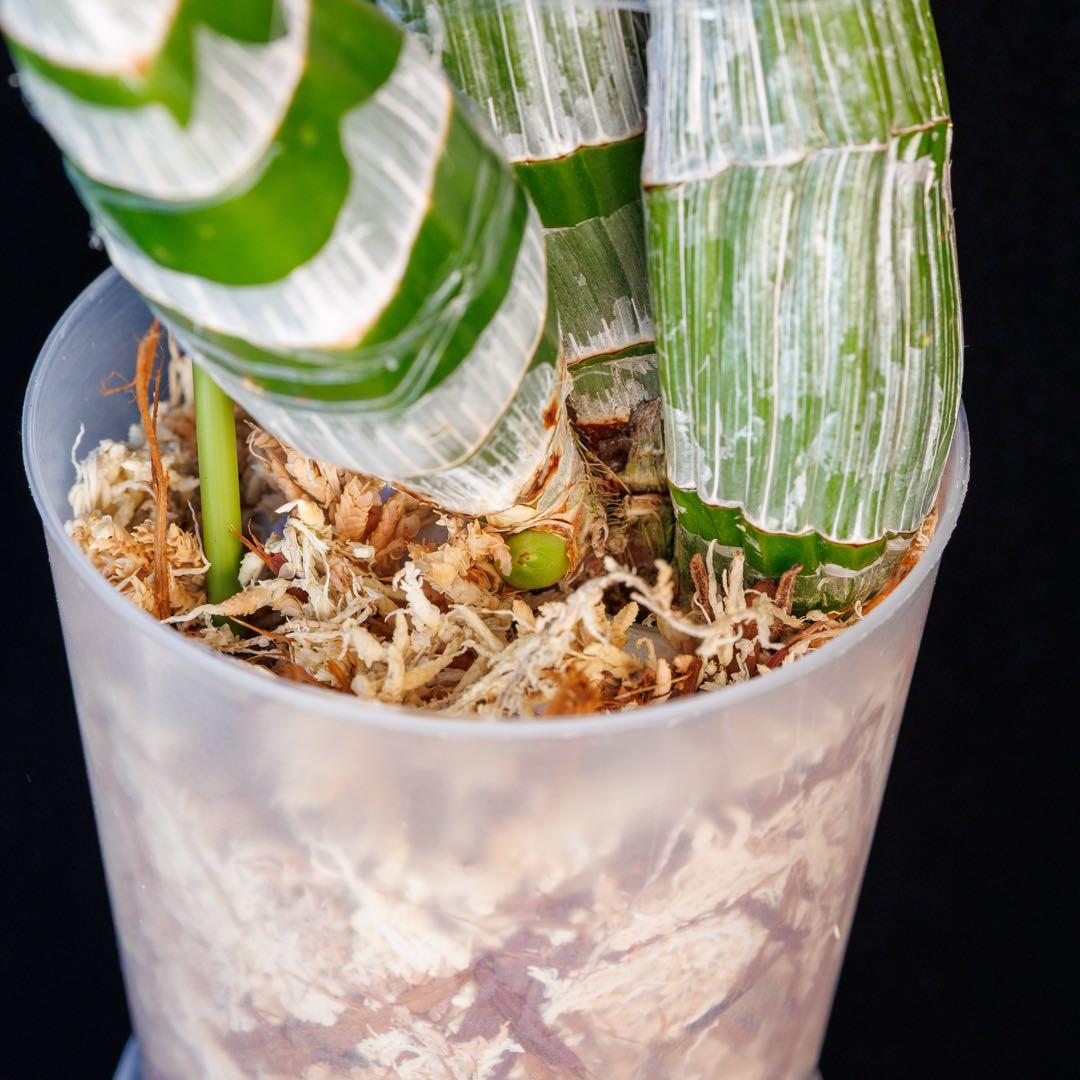 SVO 実生 イエロー系 タケノコ蘭 カタセタム Clowesetum