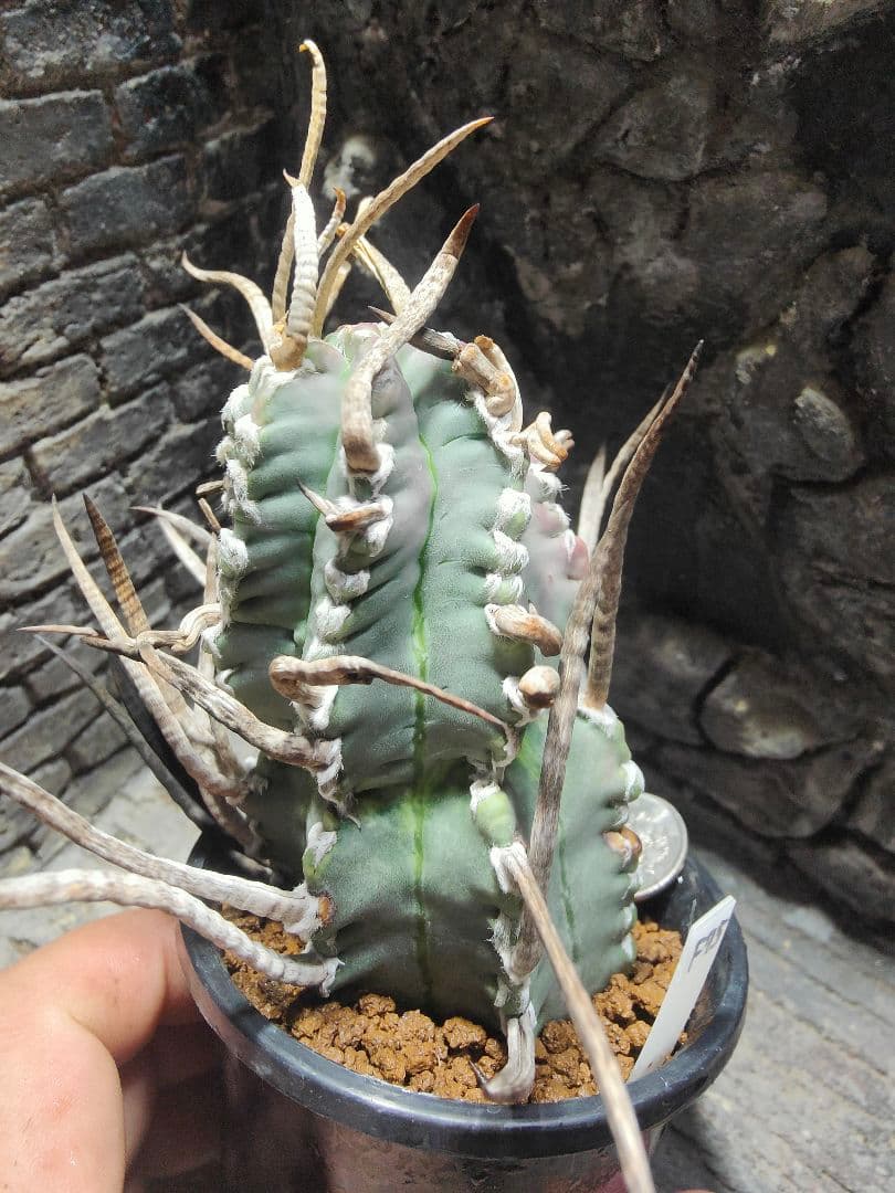 おでん。サボテン　奇巌大鳳玉F75