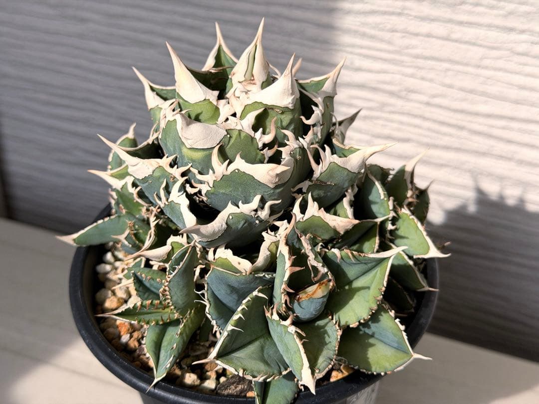 【にゃんこす様専】lize産　大白鯊ホホジロザメ群生子株10株付き　鉢ごと