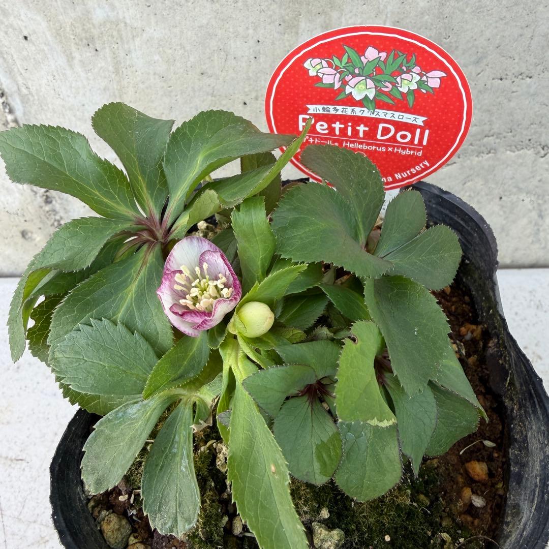 クリスマスローズ　プチドール　ベビードール　4号