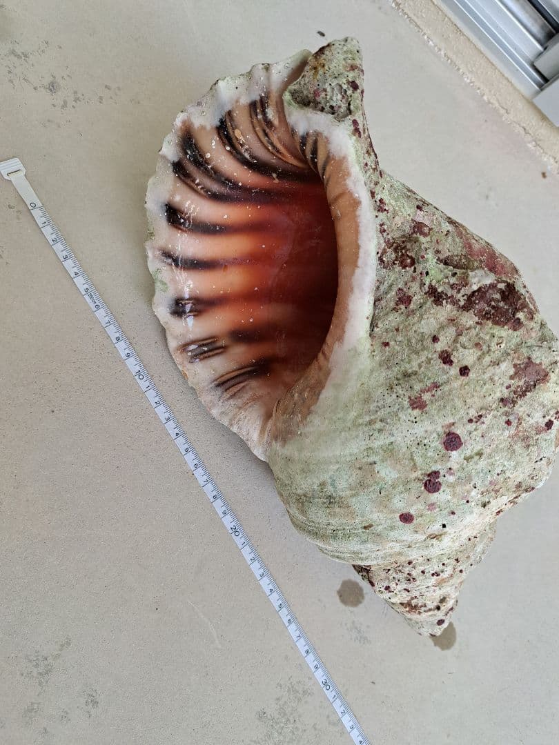 沖縄県産☆特大法螺貝