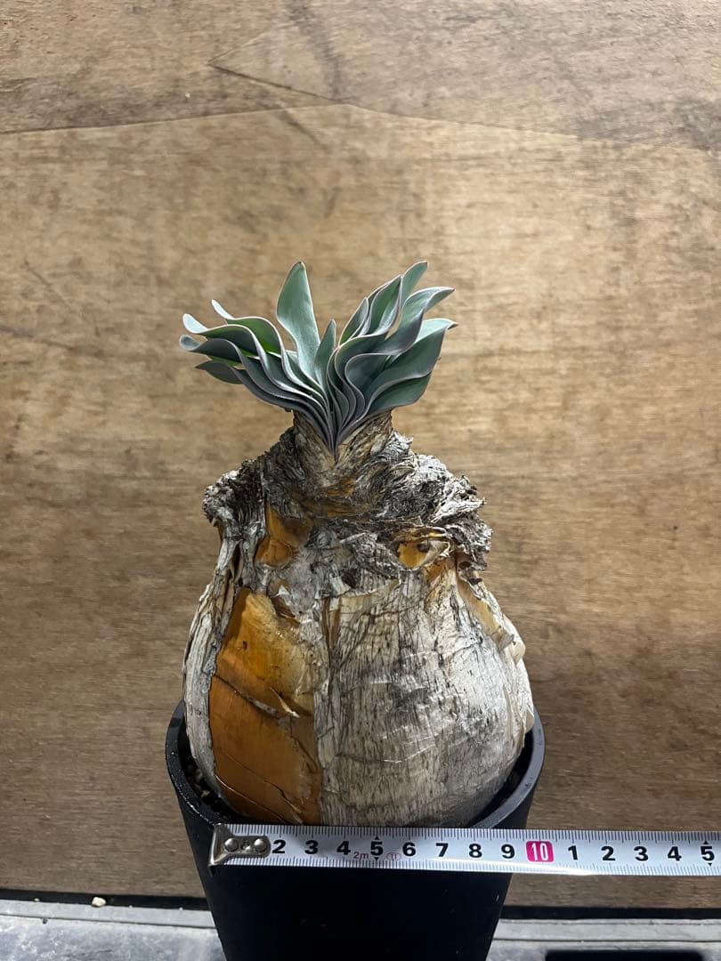 ブーファン　ハエマンソイデス　（検　ハエマントイデス　ディスティチャ