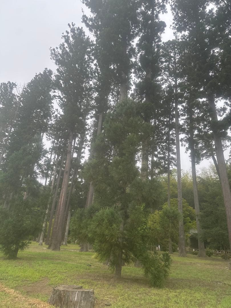 【大特価】Apple iPhone 14 Pro ホワイト 本体