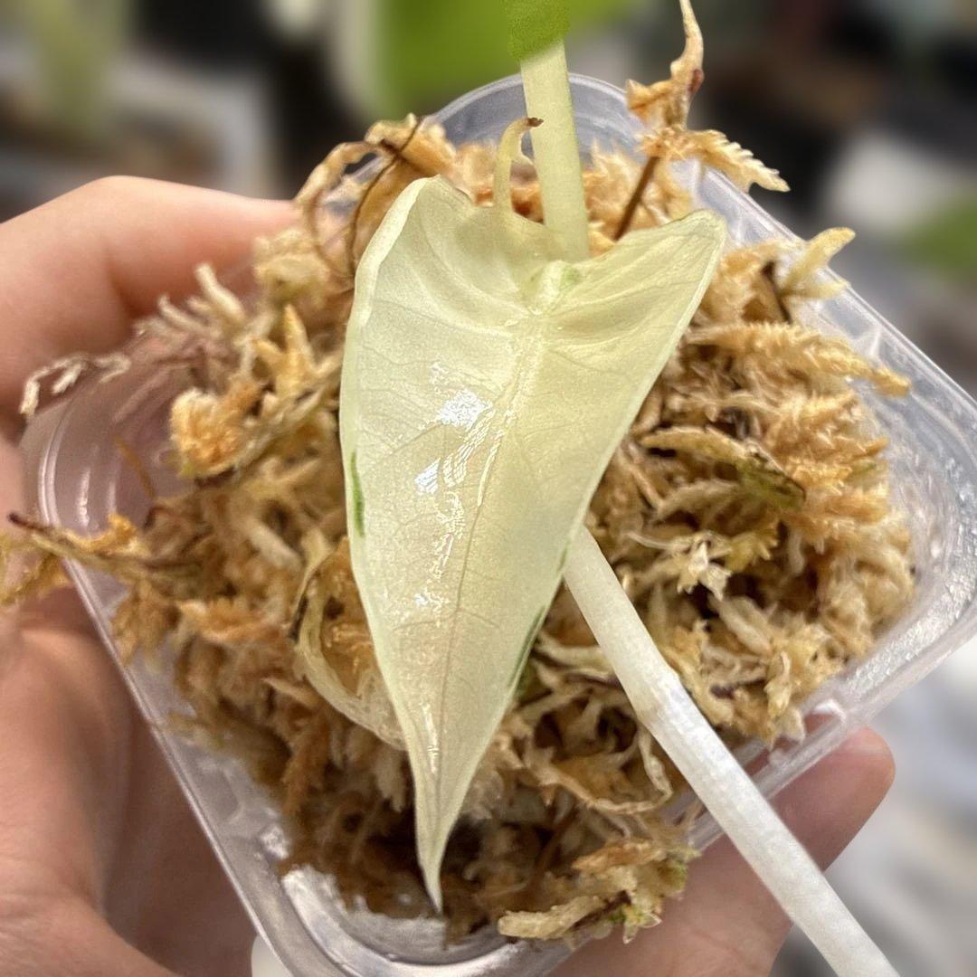 希少 アロカシア リーガルシールド アルボ