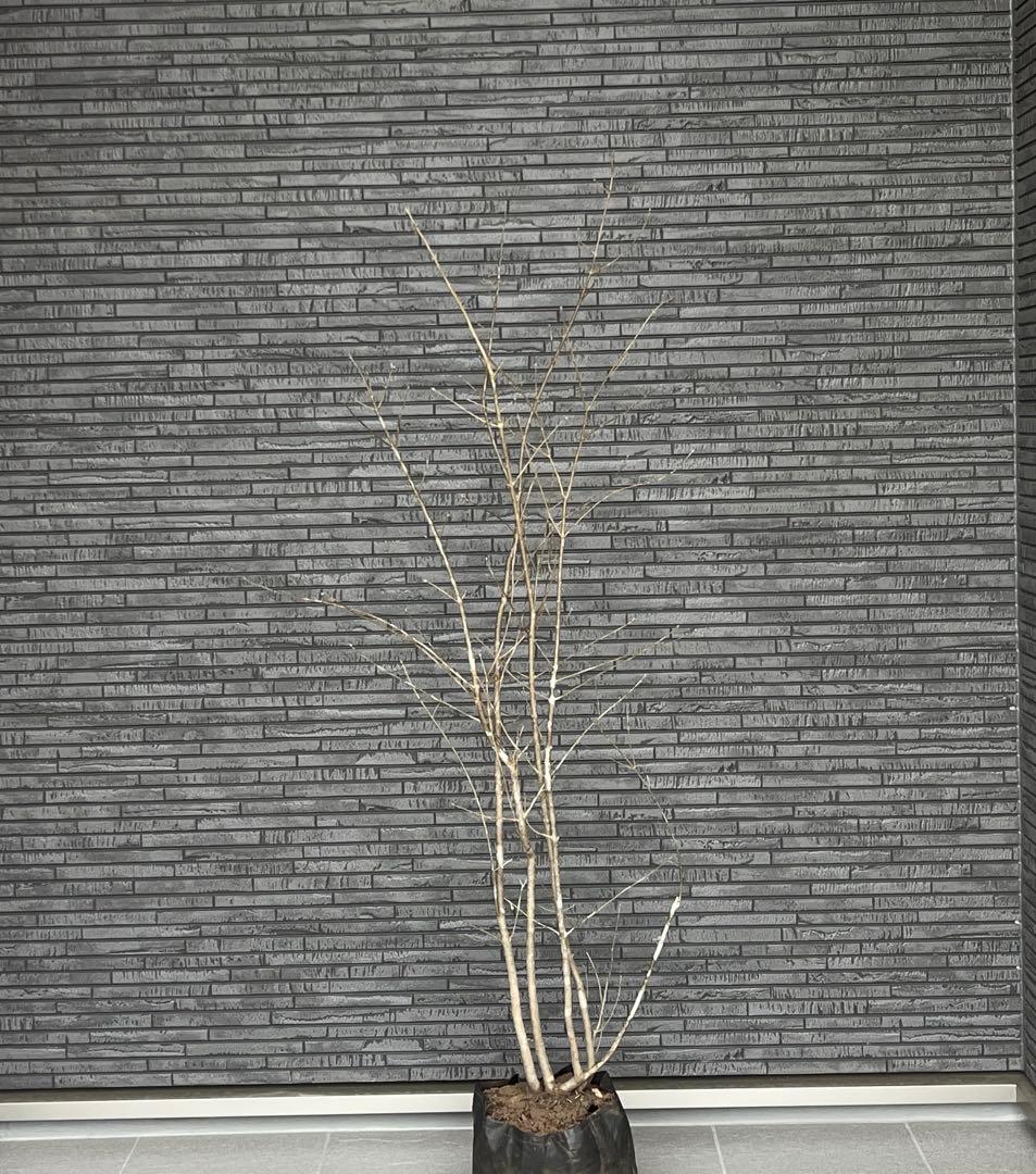 山採り天然　アオダモ　3本株立ち　14