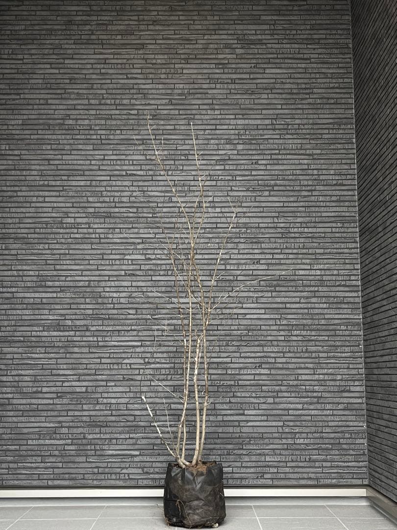 山採り天然　アオダモ　3本株立ち　14