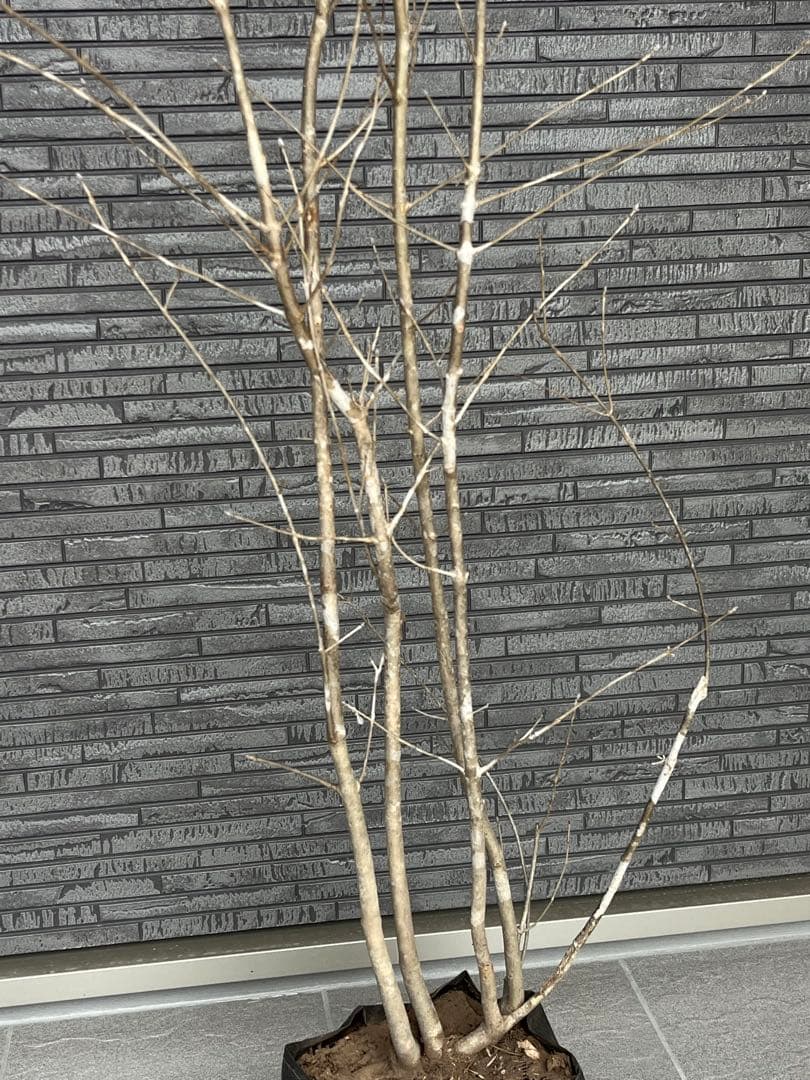 山採り天然　アオダモ　3本株立ち　14