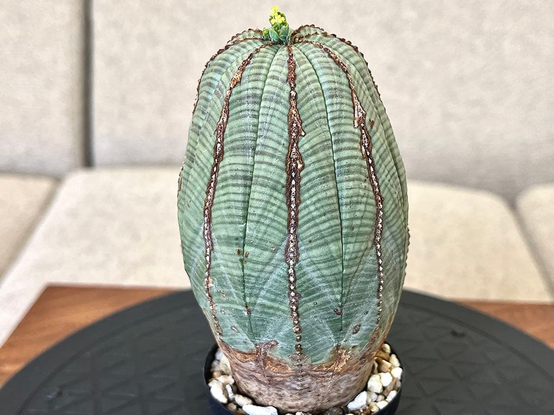 ユーフォルビア オベサ セット 木質化