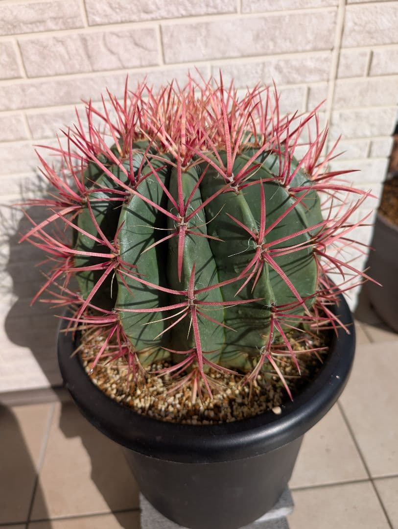 【Omc Labo】フェロカクタス 赤鳳 セキホウ サボテン　ドライガーデン