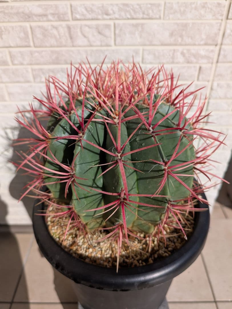 【Omc Labo】フェロカクタス 赤鳳 セキホウ サボテン　ドライガーデン