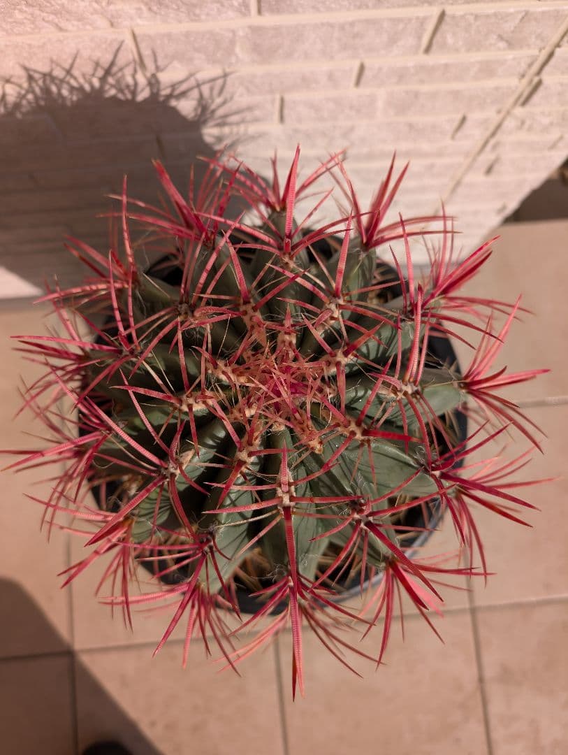 【Omc Labo】フェロカクタス 赤鳳 セキホウ サボテン　ドライガーデン