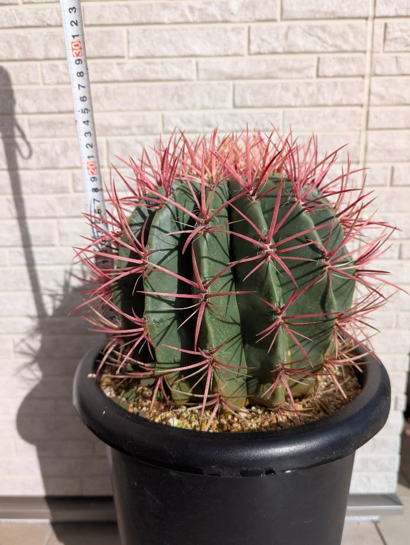 【Omc Labo】フェロカクタス 赤鳳 セキホウ サボテン　ドライガーデン