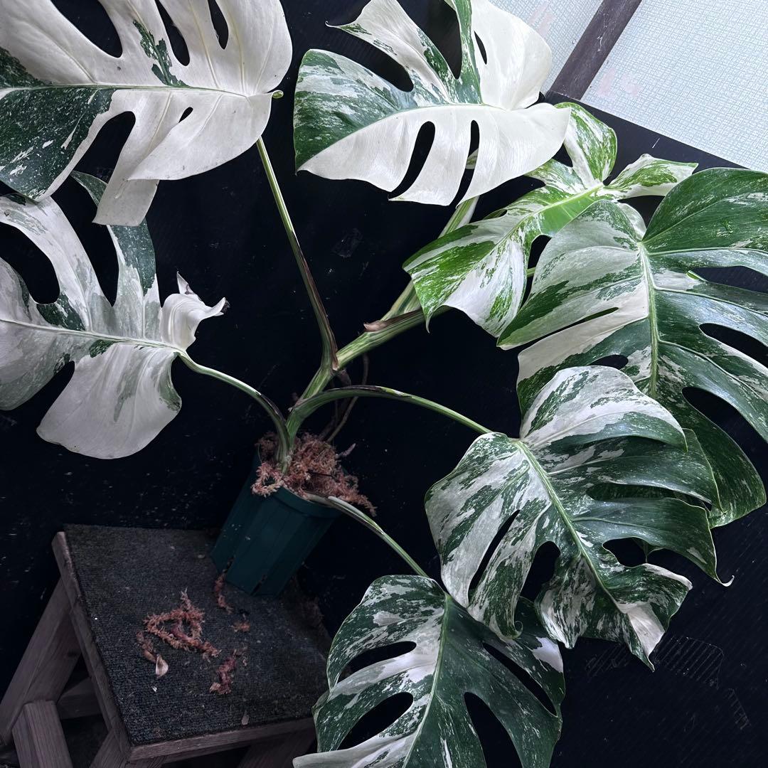 く*。様 斑入りモンステラ ホワイトタイガー極美大株73cm白斑多