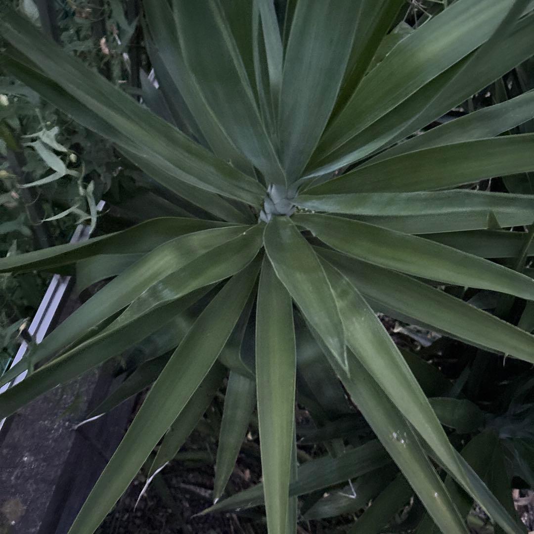 ユッカエレファンティペス-③