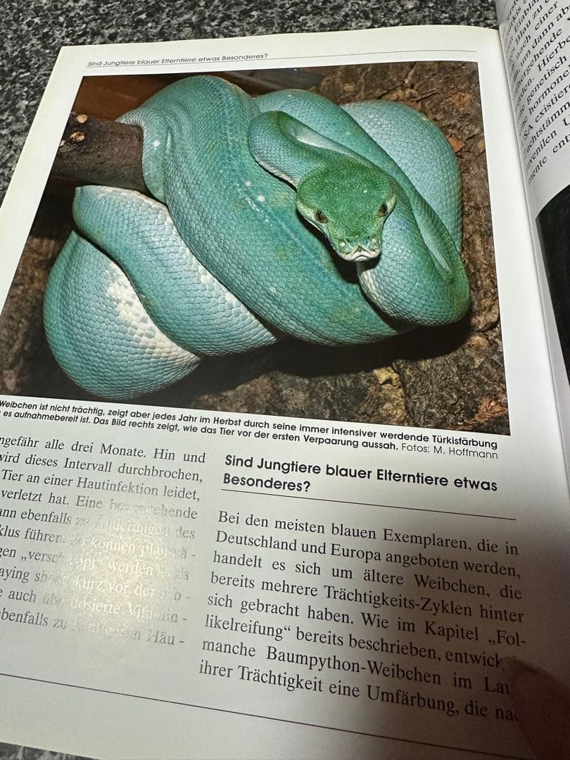 GRUNER BAUMPYTHON グリーンパイソン　図鑑