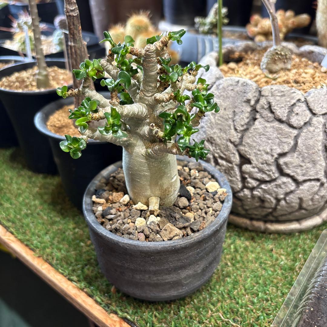 アデニウム　葉巻(獅子葉)