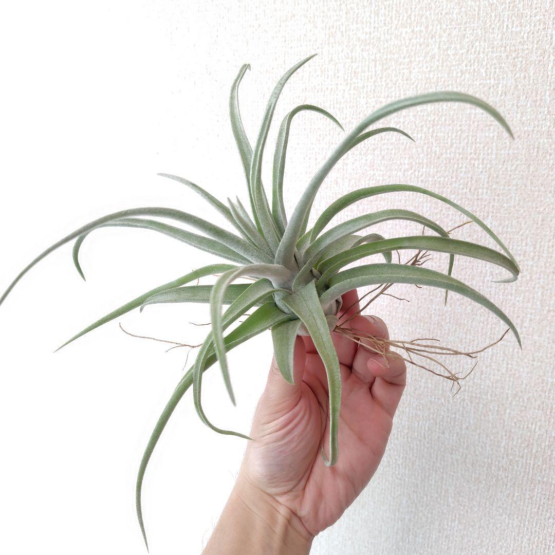 チランジア リーガルルネ