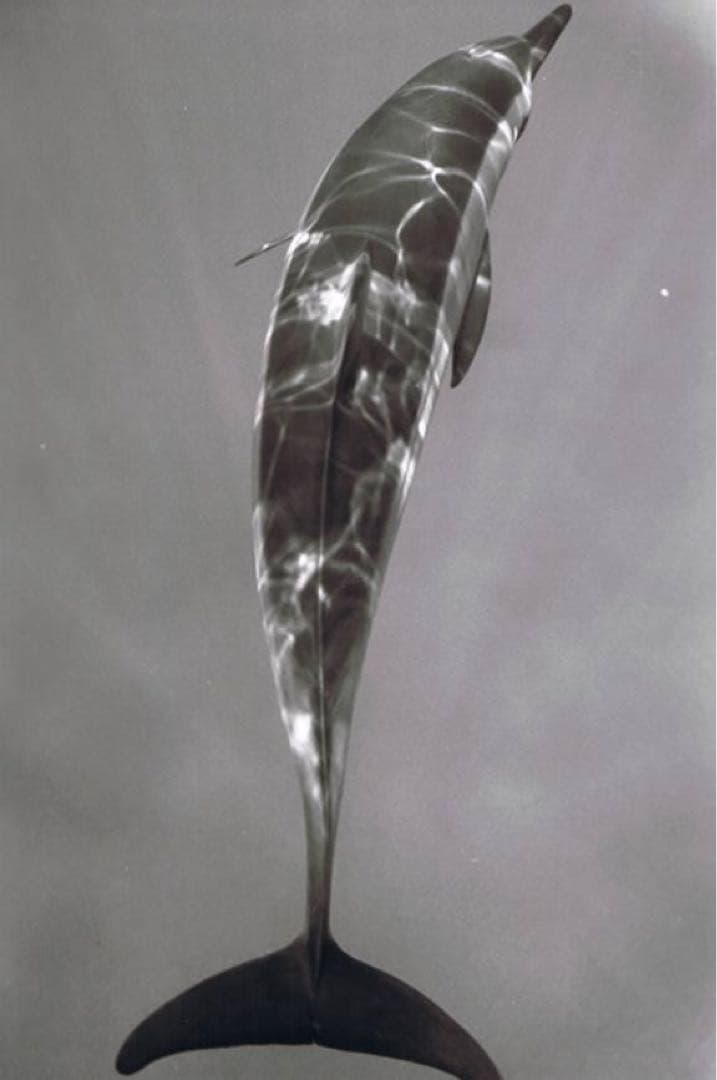 最終値下げ！ニコン　ニコノスⅤ　水中カメラ レンズ35mm F2.5