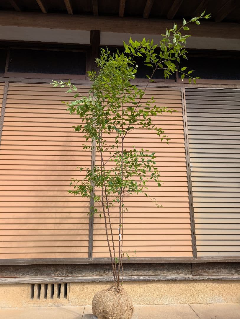 ハイノキ　株立　約1.7m　②