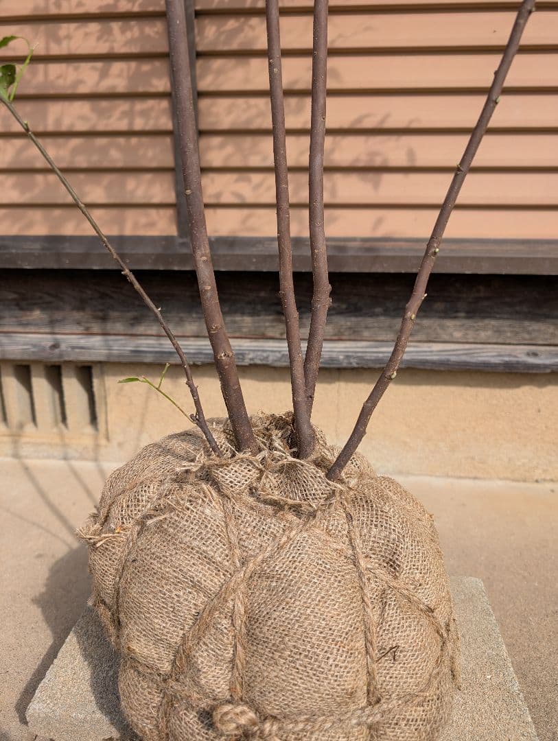 ハイノキ　株立　約1.7m　②