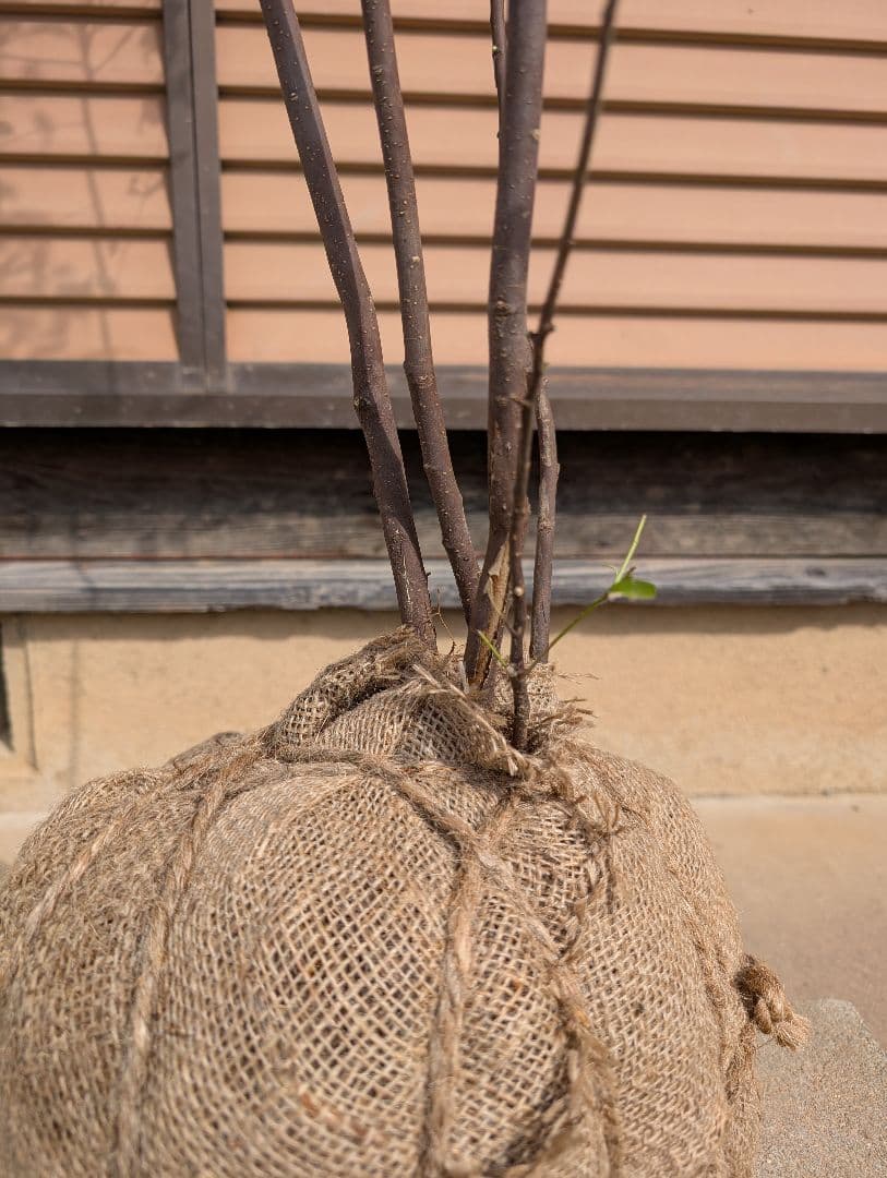 ハイノキ　株立　約1.7m　②