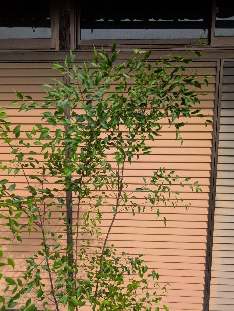 ハイノキ　株立　約1.7m　②