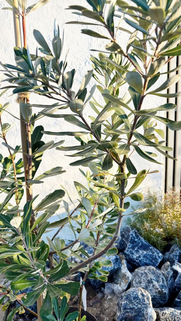 超逸品。バンクシアコースト1.8M(鉢底から)