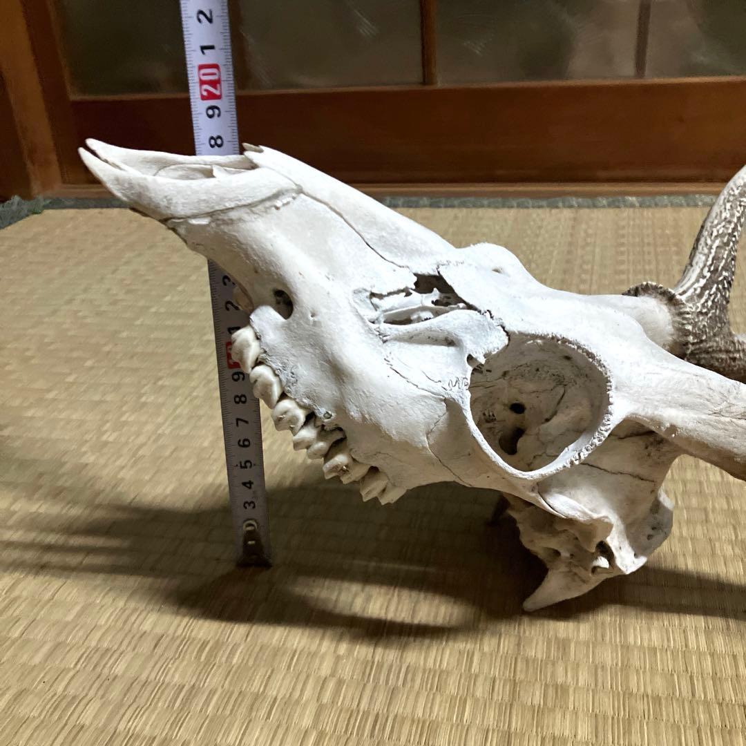 鹿の角　スカル　シカのツノ