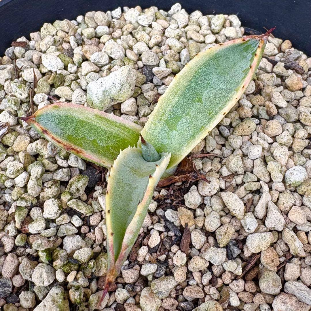 アガベ サルミアナ フェロックス　リップルエフェクト　【鉢ごと発送】　発根済み