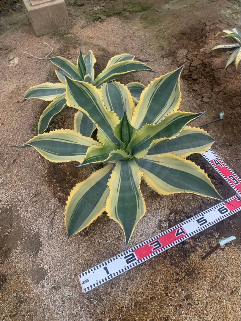 アガベ　リップルフェクト　親株