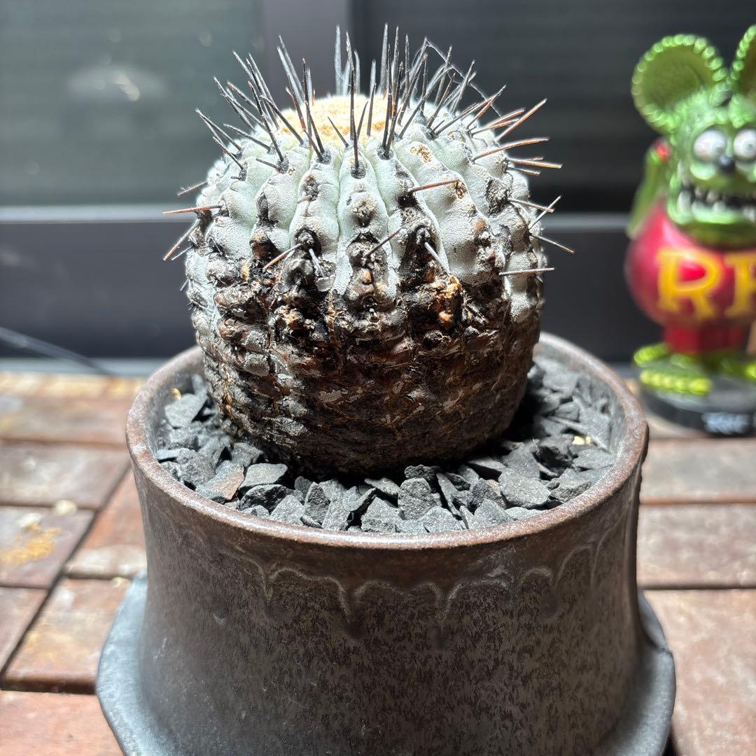 週末値下げ！ 特価！！黒王丸　現地球　鉢付き