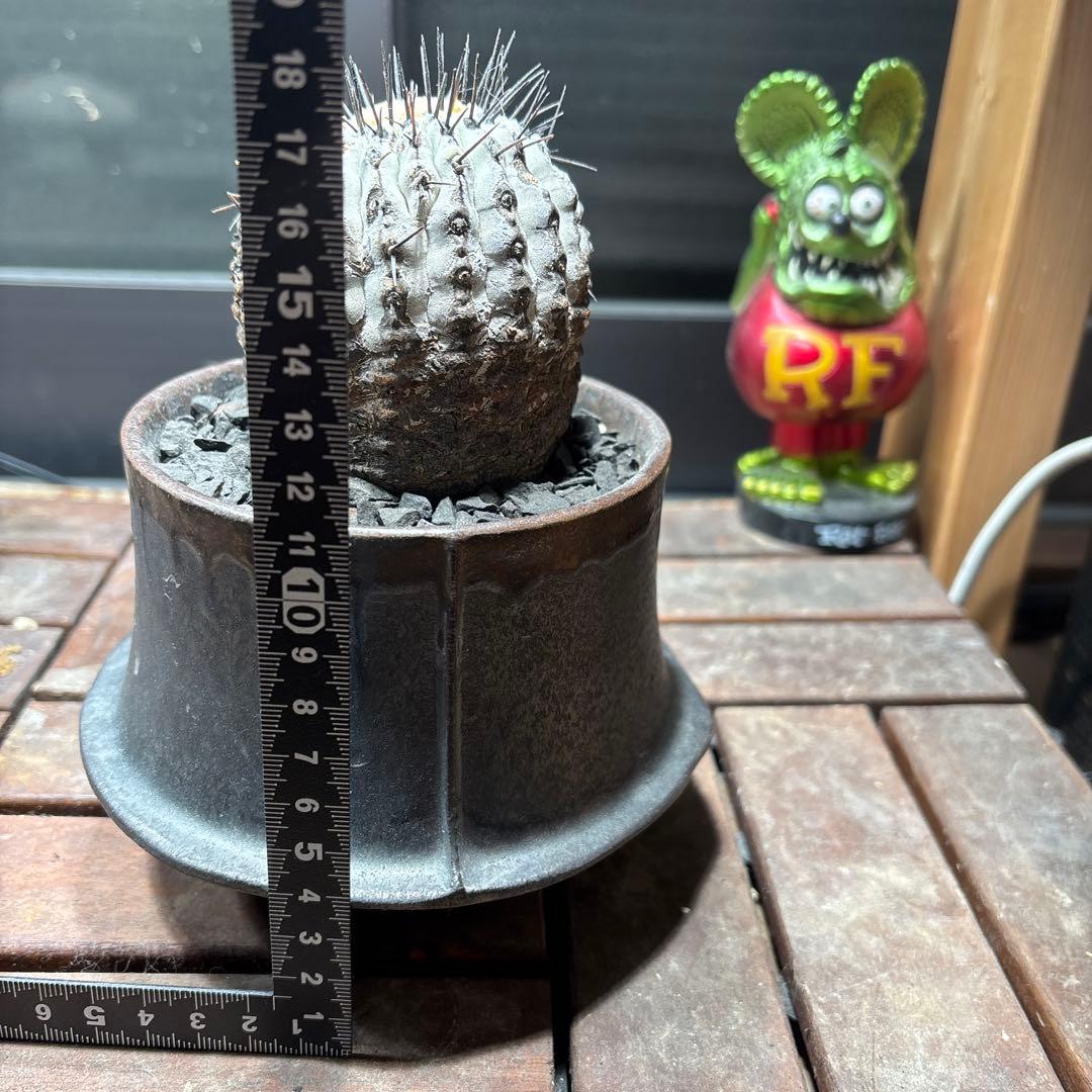 週末値下げ！ 特価！！黒王丸　現地球　鉢付き