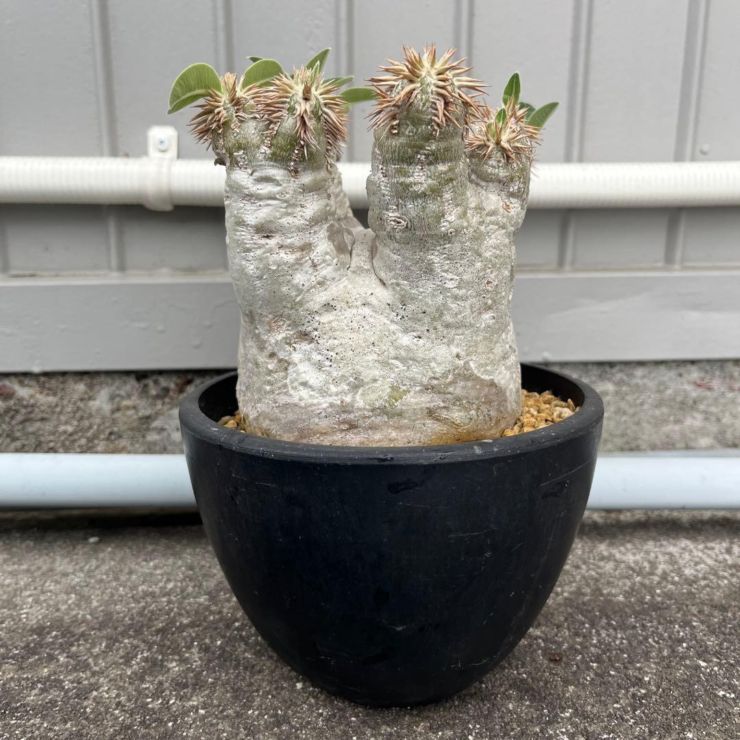 パキポディウム エブレネウム