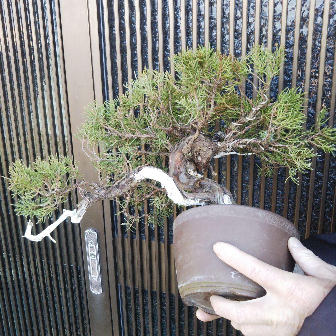 鉢ごと発送 ⭕️ BONSAI 中型 盆栽 鉢 インテリア 送料無料 糸魚川