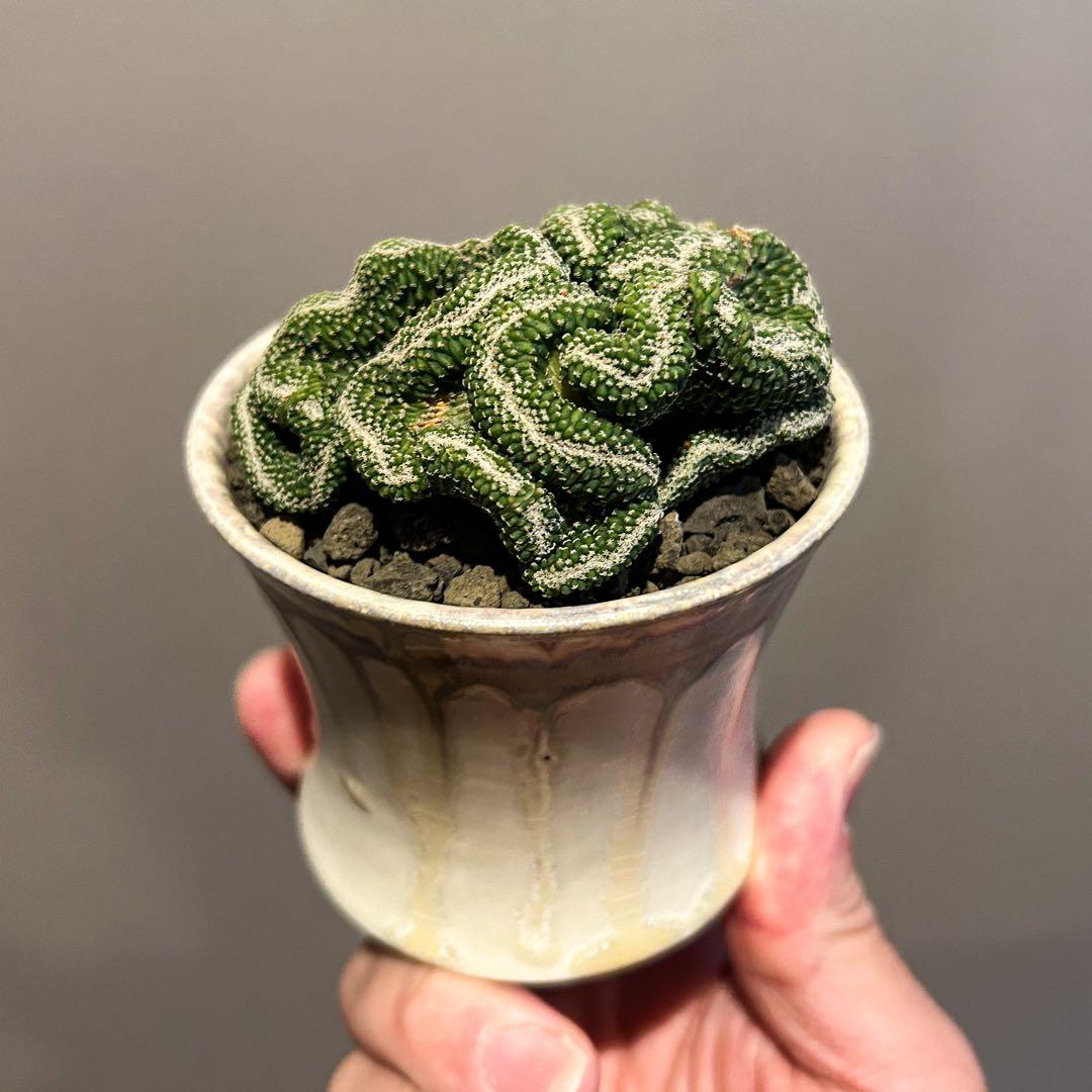 週末限定値下げ　サボテン　菊水　実生　綴化　斑入り