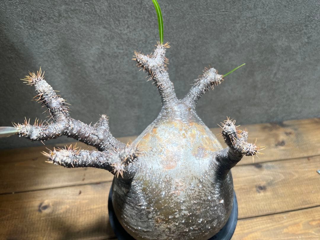 パキポディウム グラキリス　現地株　カタチ製作