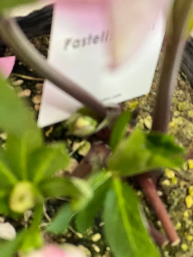 ま*い様 クリスマスローズ　パステリッシュストレイン　苗　小輪　カップ咲き　多花