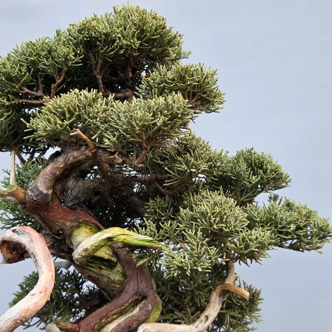 真柏　[山木捻幹模様木]　中品　 山採り