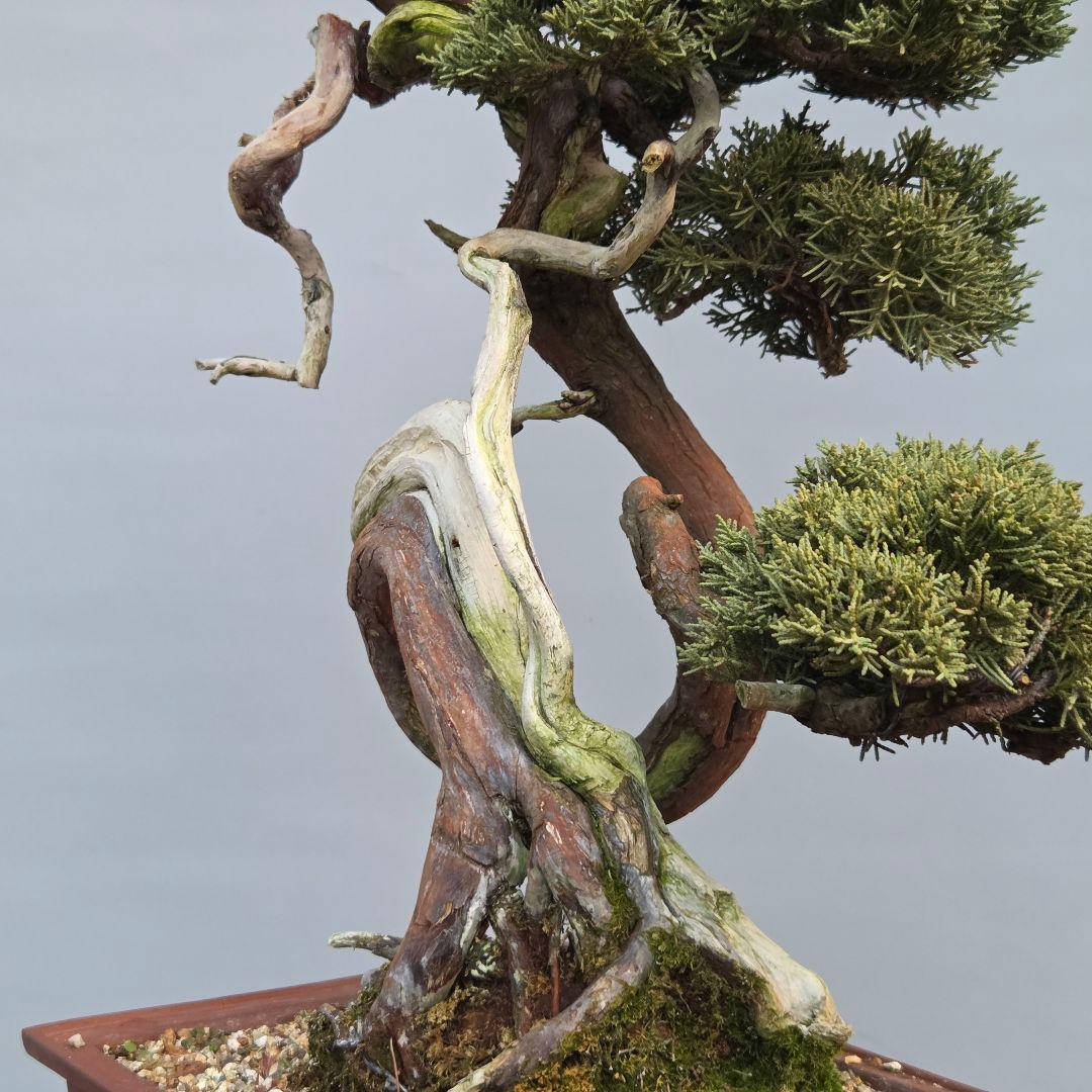 真柏　[山木捻幹模様木]　中品　 山採り