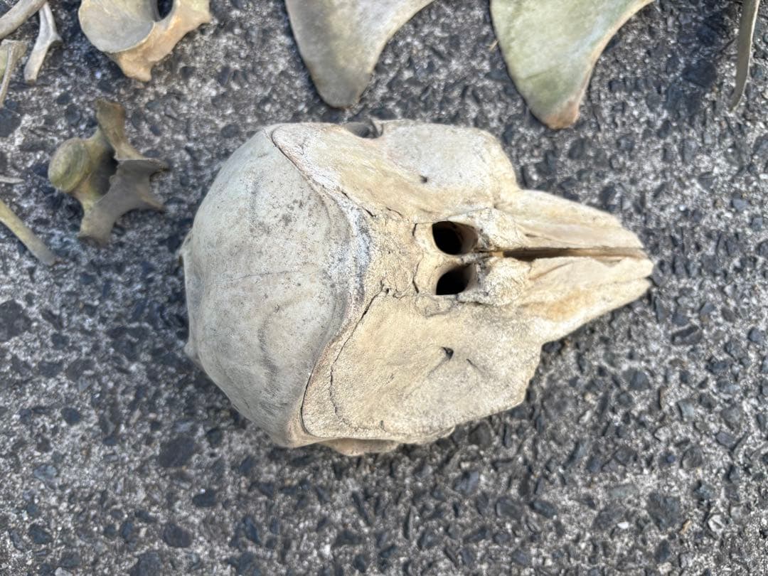 イルカの骨 セット