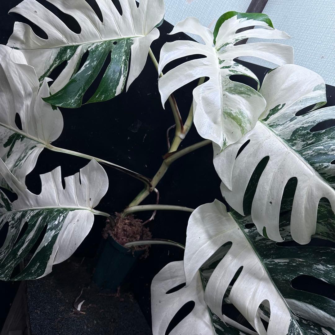s*9様 斑入りモンステラ ホワイトタイガー極美大株77cm白斑多