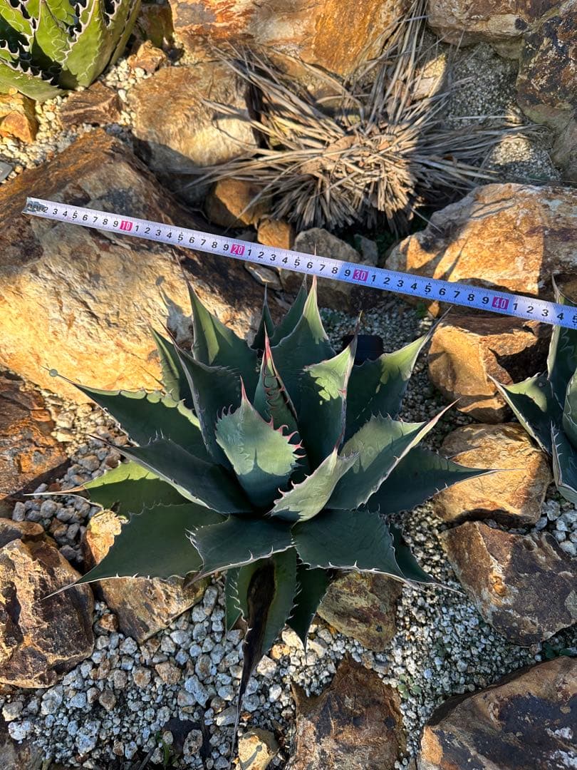 シャウィー　パラサナ　ハイブリッド