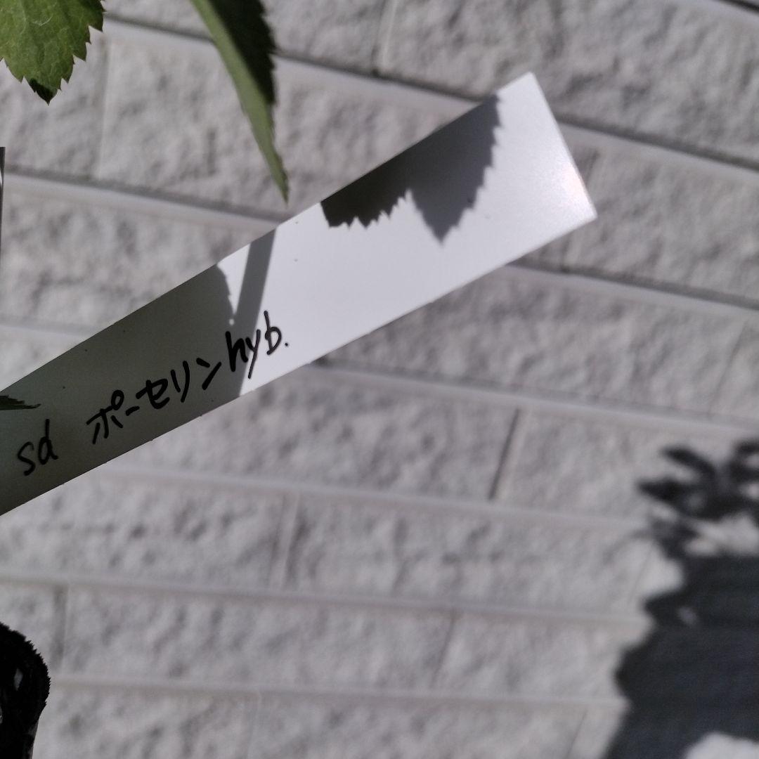 KinaRi様