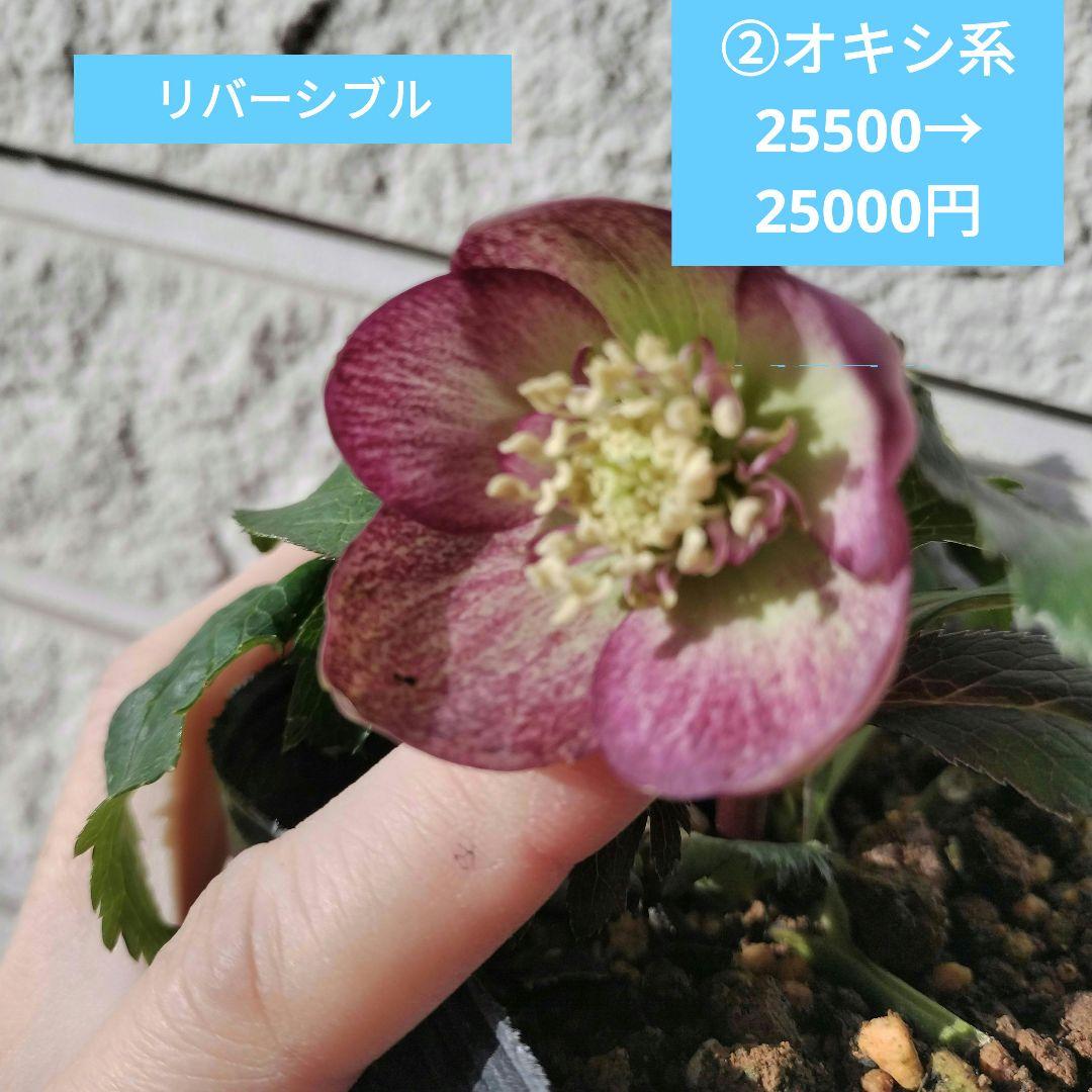 KinaRi様