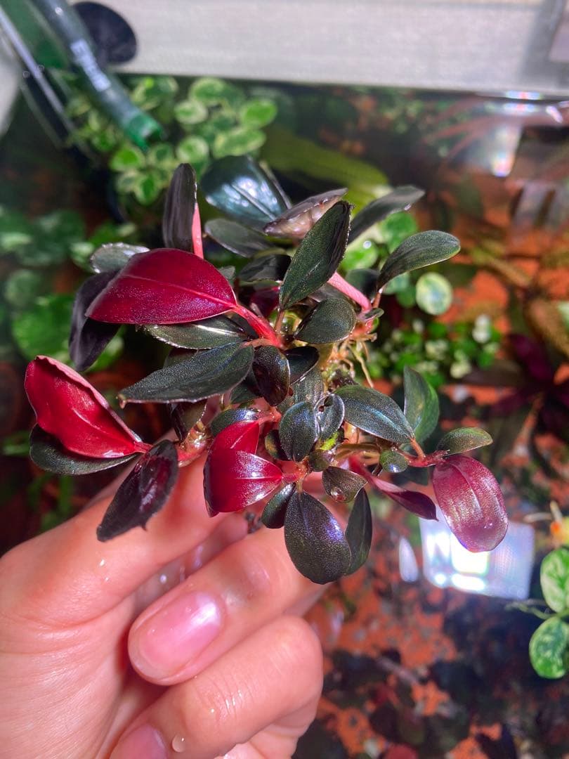 ブセファランドラ モンスターキング　大群生株