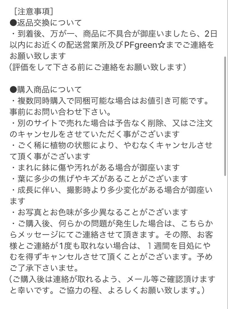 ［現品］【希少】※売約済※ A2 パンダガジュマル　8号　観葉植物　室内　レア