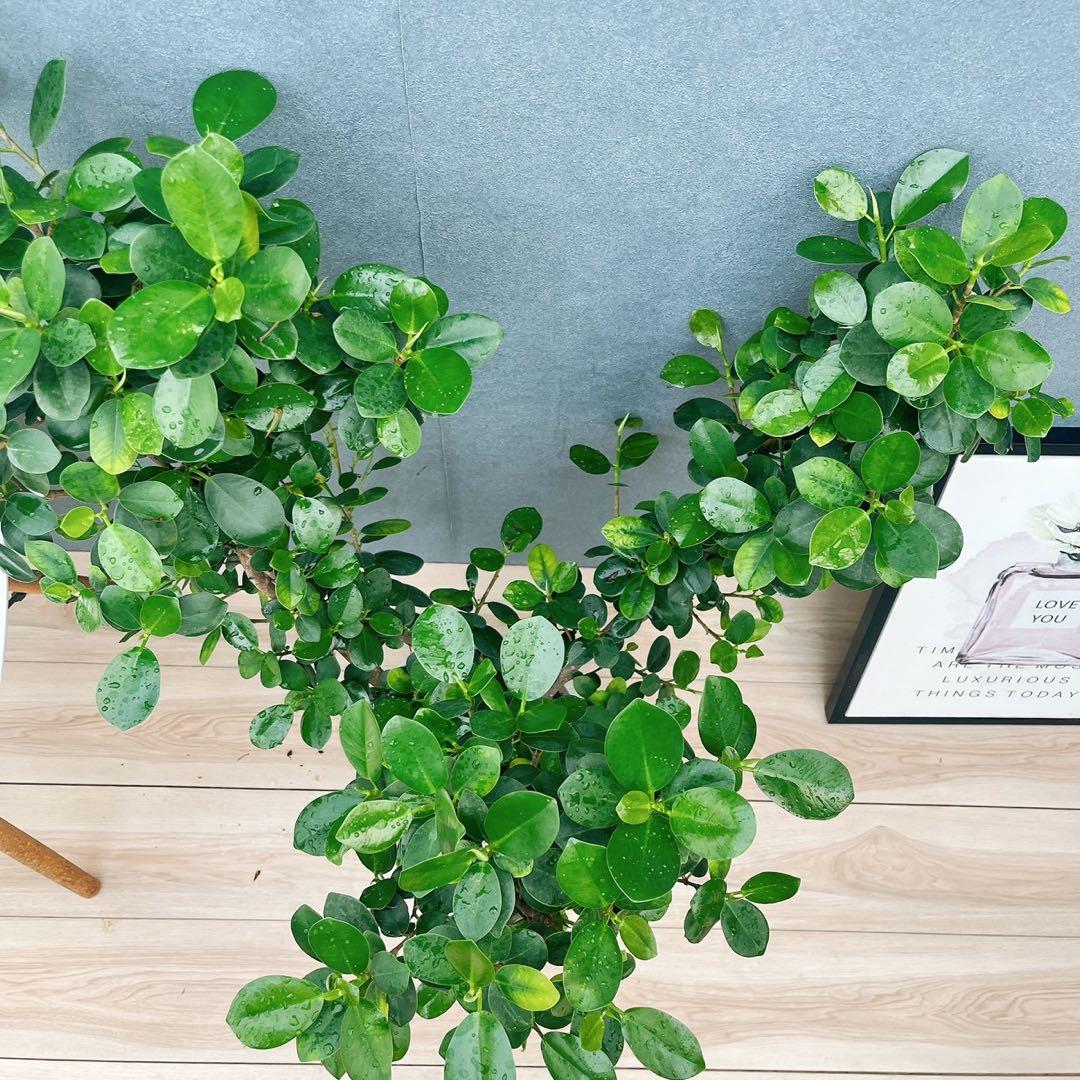 ［現品］【希少】※売約済※ A2 パンダガジュマル　8号　観葉植物　室内　レア