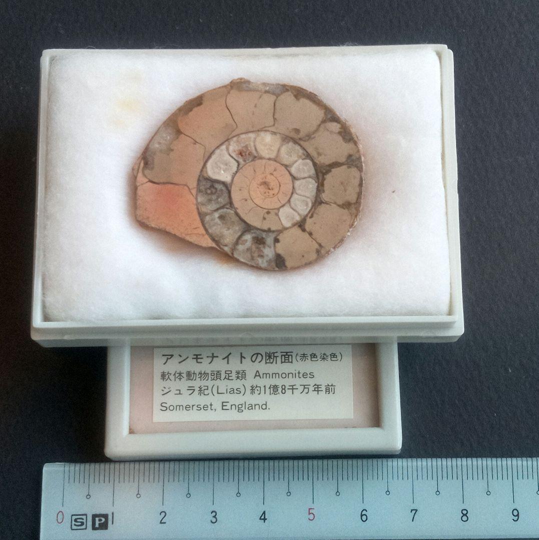 三葉虫他化石